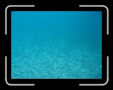 Tortola 222 * Millions of those minnows * 2048 x 1536 * (1.27MB)